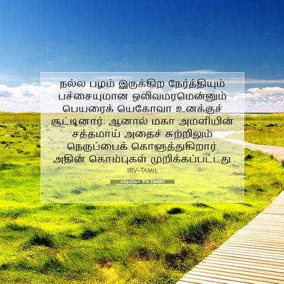 Picture 07 - எரேமியா 11:16 TAMIRV - நல்ல பழம் - Bible Verse Picture