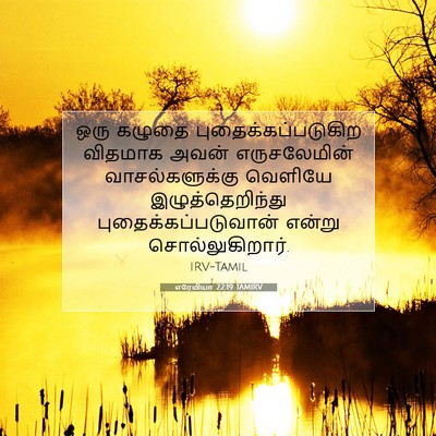 Picture 07 - எரேமியா 22:19 TAMIRV - ஒரு கழுதை - Bible Verse Picture