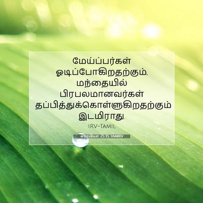 Picture 07 - எரேமியா 25:35 TAMIRV - மேய்ப்பர்கள் - Bible Verse Picture