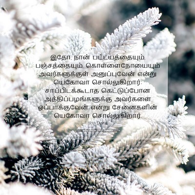 Picture 07 - எரேமியா 29:17 TAMIRV - இதோ, நான் - Bible Verse Picture