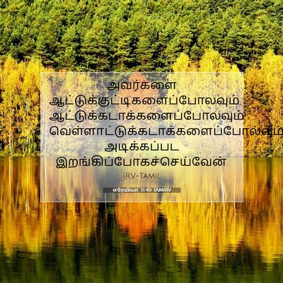 Picture 07 - எரேமியா 51:40 TAMIRV - அவர்களை - Bible Verse Picture