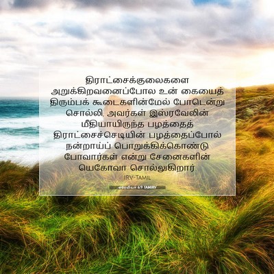 Picture 07 - எரேமியா 6:9 TAMIRV -  - Bible Verse Picture