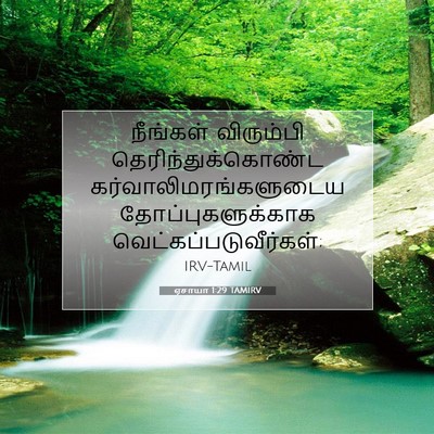 Picture 07 - ஏசாயா 1:29 TAMIRV - நீங்கள் விரும்பி - Bible Verse Picture