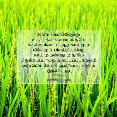 Picture 07 - ஏசாயா 1:6 TAMIRV -  - Bible Verse Picture