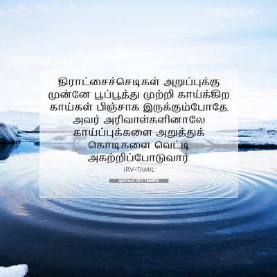 Picture 07 - ஏசாயா 18:5 TAMIRV -  - Bible Verse Picture