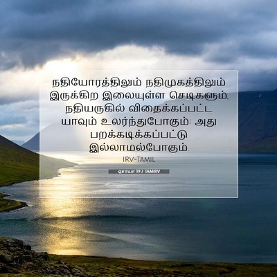 Picture 07 - ஏசாயா 19:7 TAMIRV - நதியோரத்திலும் - Bible Verse Picture