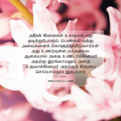 Picture 07 - ஏசாயா 27:11 TAMIRV - அதின் கிளைகள் - Bible Verse Picture