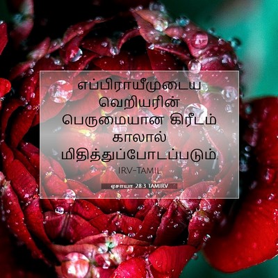 Picture 07 - ஏசாயா 28:3 TAMIRV - எப்பிராயீமுடைய - Bible Verse Picture