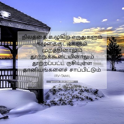 Picture 07 - ஏசாயா 30:24 TAMIRV - நிலத்தை உழுகிற - Bible Verse Picture