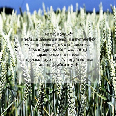 Picture 07 - ஏசாயா 34:7 TAMIRV - அவைகளுடன் - Bible Verse Picture
