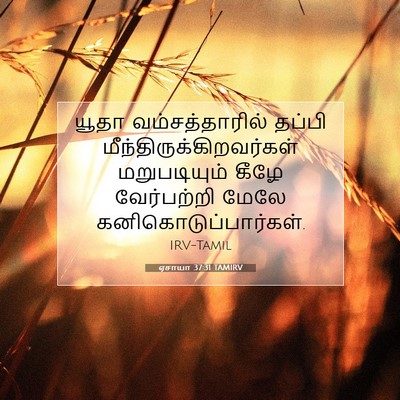 Picture 07 - ஏசாயா 37:31 TAMIRV - யூதா வம்சத்தாரில் - Bible Verse Picture