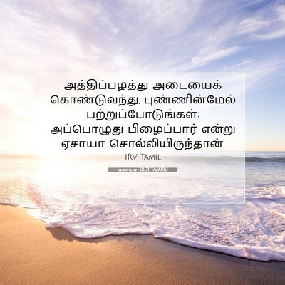 Picture 07 - ஏசாயா 38:21 TAMIRV - அத்திப்பழத்து - Bible Verse Picture