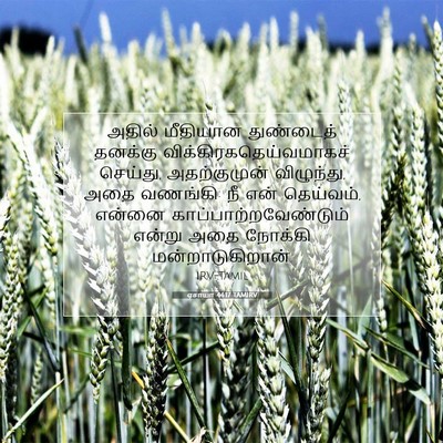 Picture 07 - ஏசாயா 44:17 TAMIRV - அதில் மீதியான - Bible Verse Picture