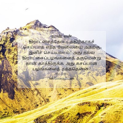 Picture 07 - ஏசாயா 5:4 TAMIRV - நான் என் - Bible Verse Picture