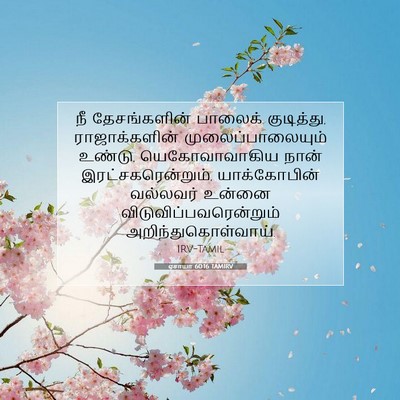 Picture 07 - ஏசாயா 60:16 TAMIRV - நீ தேசங்களின் - Bible Verse Picture