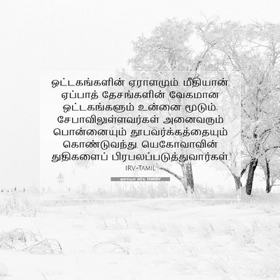 Picture 07 - ஏசாயா 60:6 TAMIRV - ஒட்டகங்களின் - Bible Verse Picture
