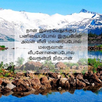 Picture 07 - ஓசியா 14:5 TAMIRV - நான் - Bible Verse Picture