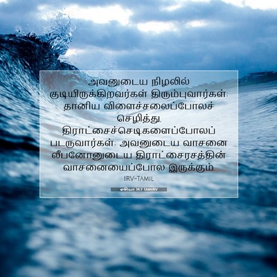 Picture 07 - ஓசியா 14:7 TAMIRV - அவனுடைய நிழலில் - Bible Verse Picture