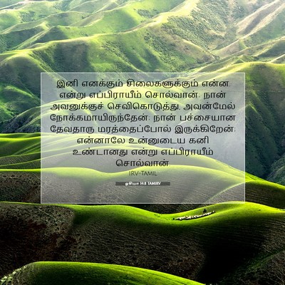 Picture 07 - ஓசியா 14:8 TAMIRV - இனி எனக்கும் - Bible Verse Picture