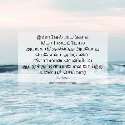 Picture 07 - ஓசியா 4:16 TAMIRV - இஸ்ரவேல் அடங்காத - Bible Verse Picture