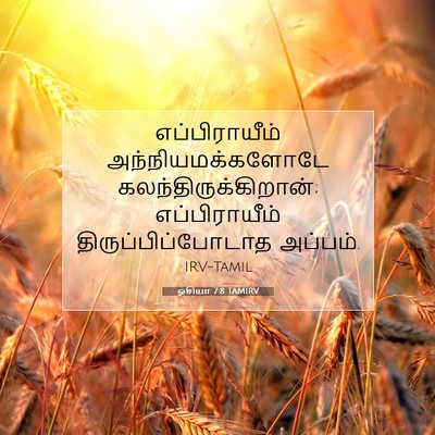 Picture 07 - ஓசியா 7:8 TAMIRV - எப்பிராயீம் - Bible Verse Picture