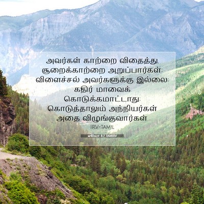 Picture 07 - ஓசியா 8:7 TAMIRV - அவர்கள் காற்றை - Bible Verse Picture