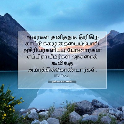 Picture 07 - ஓசியா 8:9 TAMIRV - அவர்கள் தனித்துத் - Bible Verse Picture