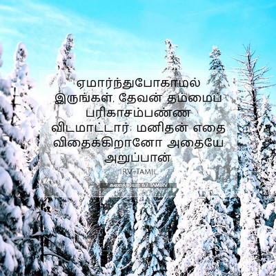 Picture 07 - கலாத்தியர் 6:7 TAMIRV - ஏமார்ந்துபோகாமல் - Bible Verse Picture