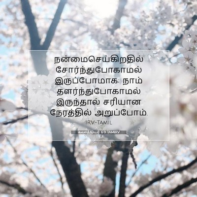 Picture 07 - கலாத்தியர் 6:9 TAMIRV - நன்மைசெய்கிறதில் - Bible Verse Picture