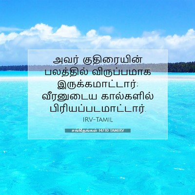 Picture 07 - சங்கீதங்கள் 147:10 TAMIRV - அவர் குதிரையின் - Bible Verse Picture