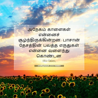 Picture 07 - சங்கீதங்கள் 22:12 TAMIRV - அநேகம் காளைகள் - Bible Verse Picture