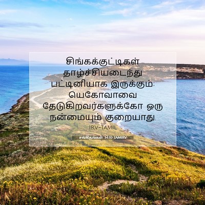 Picture 07 - சங்கீதங்கள் 34:10 TAMIRV - சிங்கக்குட்டிகள் - Bible Verse Picture