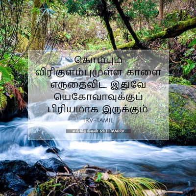 Picture 07 - சங்கீதங்கள் 69:31 TAMIRV - கொம்பும் - Bible Verse Picture
