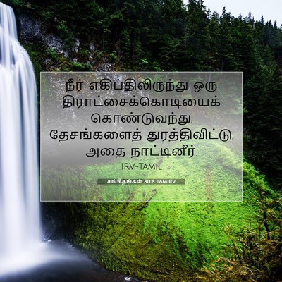 Picture 07 - சங்கீதங்கள் 80:8 TAMIRV - நீர் - Bible Verse Picture