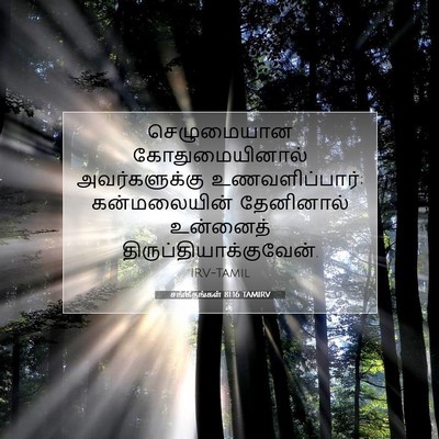 Picture 07 - சங்கீதங்கள் 81:16 TAMIRV - செழுமையான - Bible Verse Picture