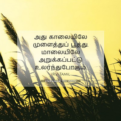 Picture 07 - சங்கீதங்கள் 90:6 TAMIRV - அது காலையிலே - Bible Verse Picture
