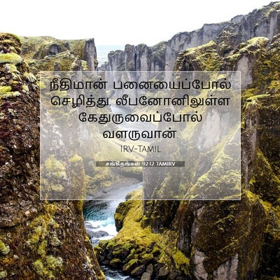 Picture 07 - சங்கீதங்கள் 92:12 TAMIRV - நீதிமான் - Bible Verse Picture