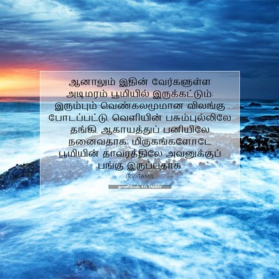 Picture 07 - தானியேல் 4:15 TAMIRV - ஆனாலும் இதின் - Bible Verse Picture