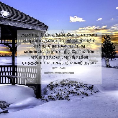 Picture 07 - தானியேல் 4:26 TAMIRV - ஆனாலும் மரத்தின் - Bible Verse Picture