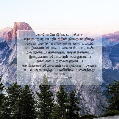 Picture 07 - தானியேல் 4:33 TAMIRV - அந்நேரமே இந்த - Bible Verse Picture