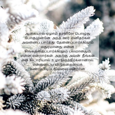 Picture 07 - நியாயாதிபதிகள் 14:18 TAMIRV - ஆகையால் ஏழாம் - Bible Verse Picture