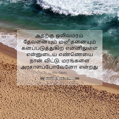 Picture 07 - நியாயாதிபதிகள் 9:9 TAMIRV - அதற்கு ஒலிவமரம்: - Bible Verse Picture