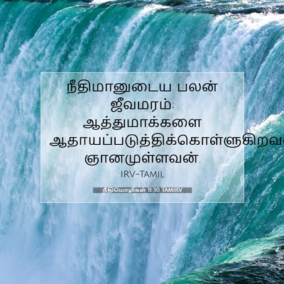 Picture 07 - நீதிமொழிகள் 11:30 TAMIRV - நீதிமானுடைய பலன் - Bible Verse Picture