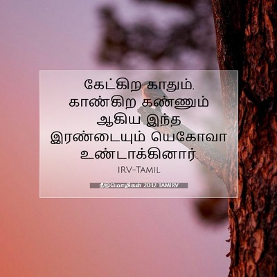 Picture 07 - நீதிமொழிகள் 20:12 TAMIRV - கேட்கிற காதும், - Bible Verse Picture