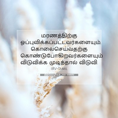 Picture 07 - நீதிமொழிகள் 24:11 TAMIRV - மரணத்திற்கு - Bible Verse Picture