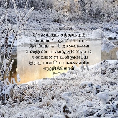 Picture 07 - நீதிமொழிகள் 3:3 TAMIRV - கிருபையும் - Bible Verse Picture