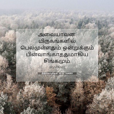 Picture 07 - நீதிமொழிகள் 30:30 TAMIRV - அவையாவன: - Bible Verse Picture