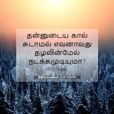Picture 07 - நீதிமொழிகள் 6:28 TAMIRV - தன்னுடைய கால் - Bible Verse Picture