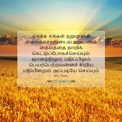 Picture 07 - பிரசங்கி 10:1 TAMIRV - செத்த ஈக்கள் - Bible Verse Picture