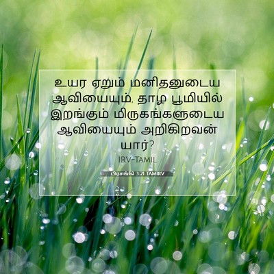 Picture 07 - பிரசங்கி 3:21 TAMIRV - உயர ஏறும் - Bible Verse Picture